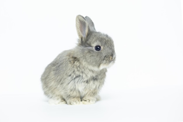 Lapin bébé gris sur un espace de copie de fond blanc