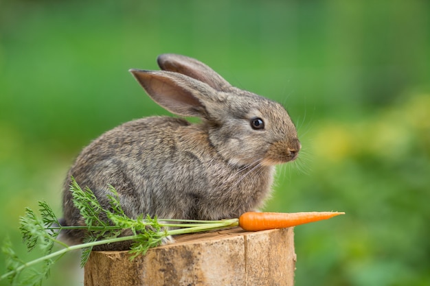 Lapin. Bel animal de nature sauvage