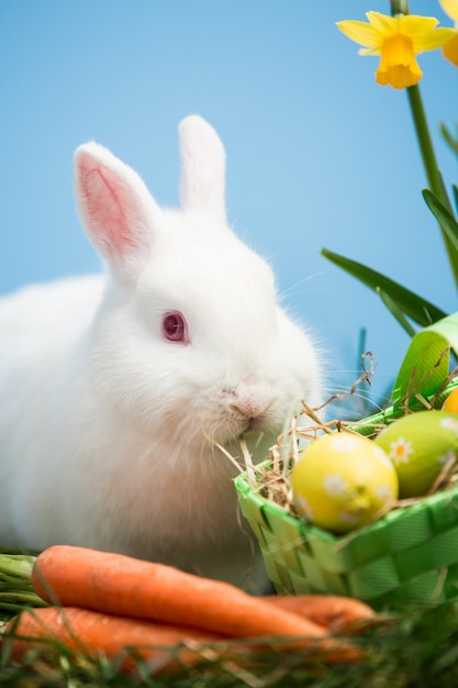 Lapin blanc assis à côté des oeufs de Pâques dans le panier vert et les carottes