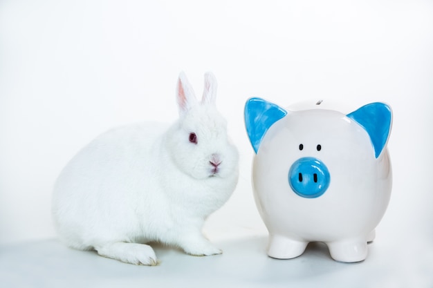 Lapin blanc assis à côté de la tirelire bleu et blanc