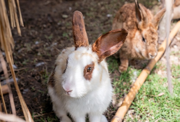 Lapin blanc brun debout sur la pelouse