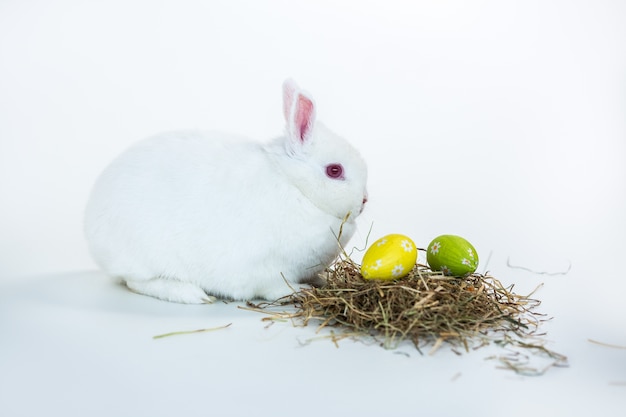 Lapin blanc à côté du nid d&#39;oeufs de Pâques