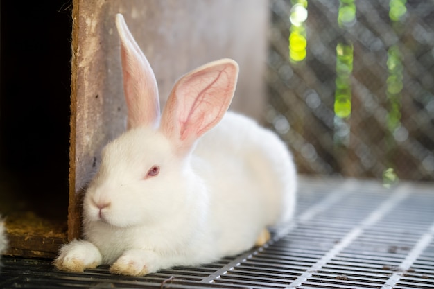 Lapin blanc couché sur le sol en cage.