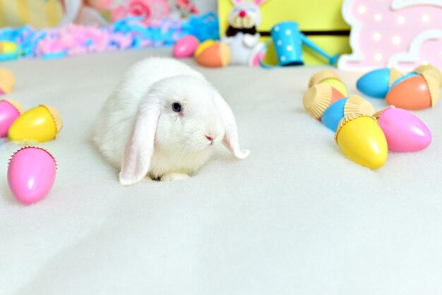 Lapin blanc dans le cadre de Pâques.