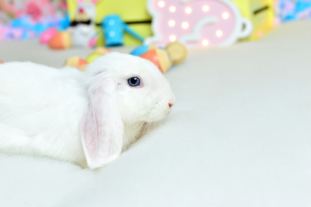 Lapin blanc dans le cadre de Pâques.