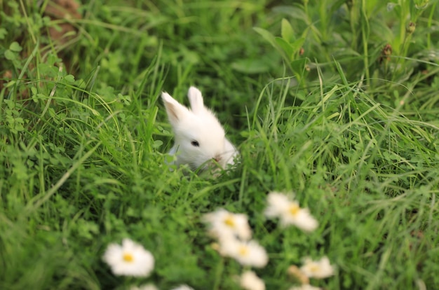 Un lapin blanc dans l'herbe avec des fleurs blanches.