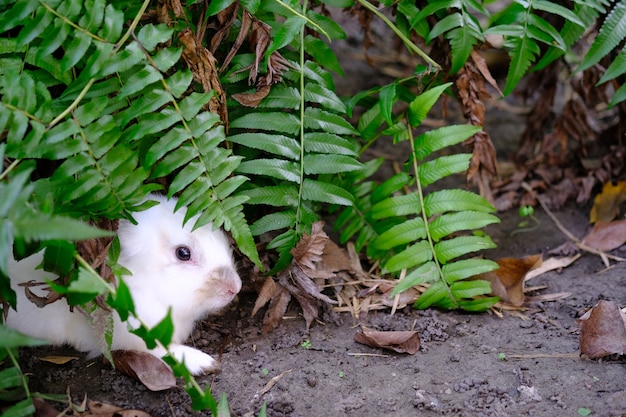 Lapin blanc dissimuler dans le jardin des arbres.