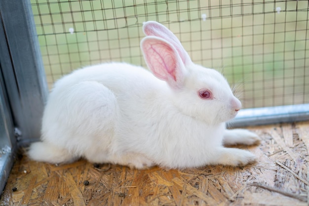 Le lapin blanc est assis dans la cage sur le terrain extérieur