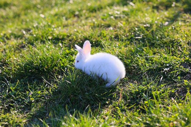 Un lapin blanc est assis dans l'herbe