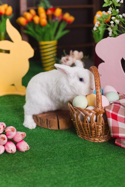 Un lapin blanc étudie un panier d'oeufs colorés, un motif de Pâques avec mise au point sélective