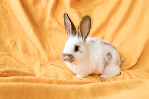 Lapin blanc sur fond jaune. Animal domestique, animal de compagnie. Espace de copie. Printemps, Pâques.