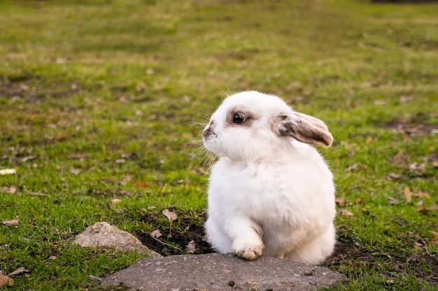 Lapin blanc sur l'herbe dans le vilage