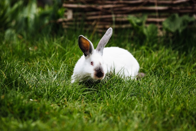 Lapin blanc sur l'herbe