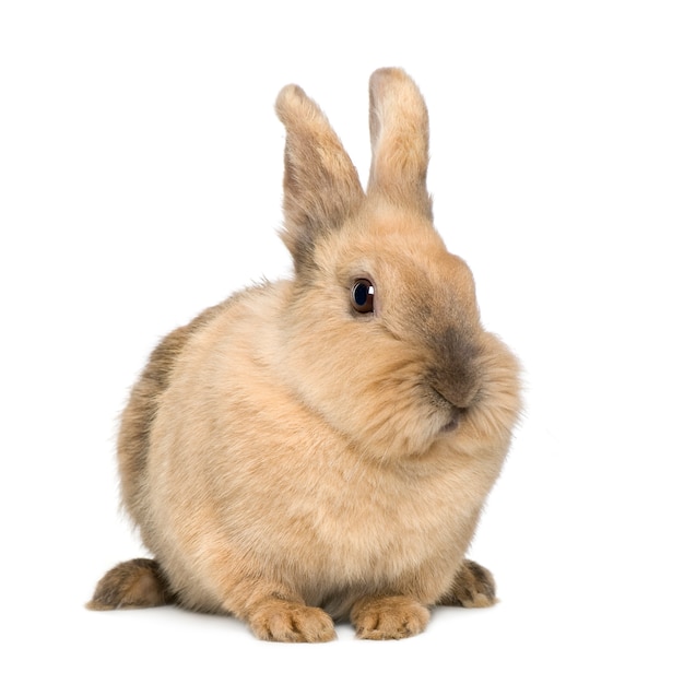 Lapin sur un blanc isolé