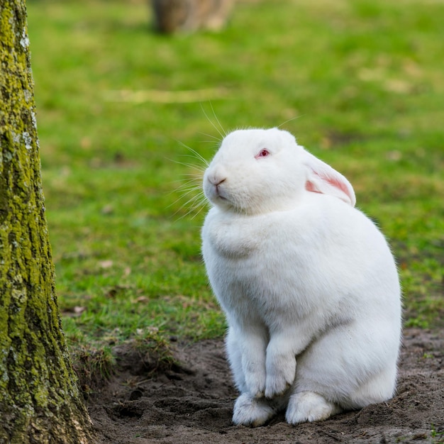 Lapin blanc Lapin On Grassy Field