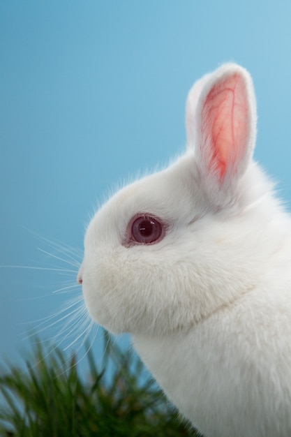 Lapin blanc moelleux avec des oreilles et des yeux roses