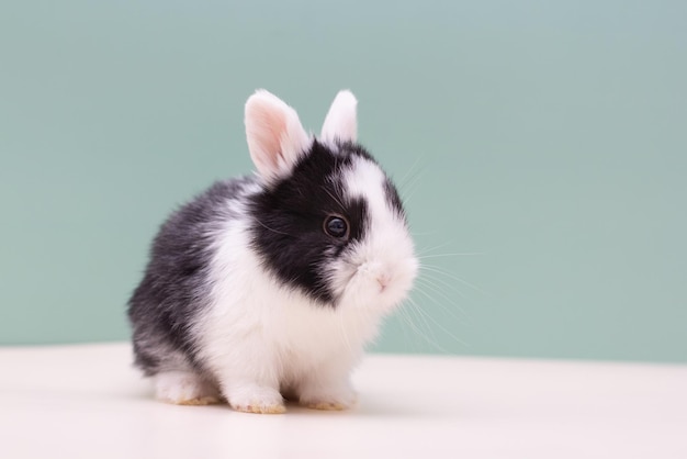 Un lapin blanc et noir sur fond bleu clair