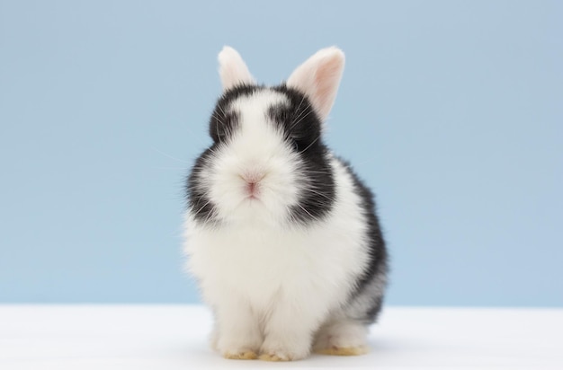 Un lapin blanc et noir sur fond bleu clair