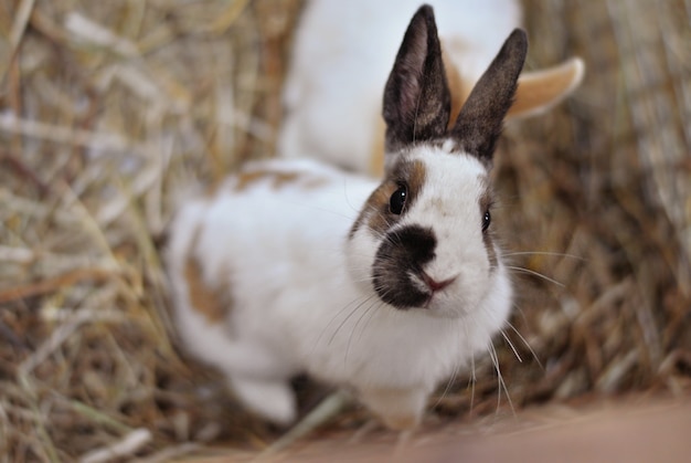 Photo lapin blanc et noir mignon