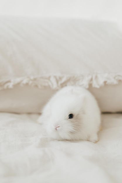 Lapin blanc de Pâques assis sur le lit. Mammifère bébé lapin