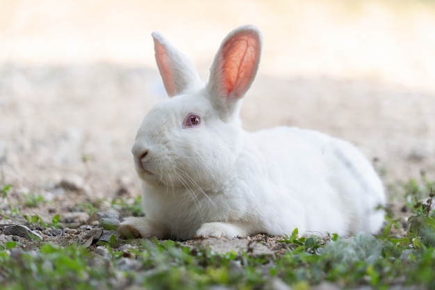 Lapin blanc portant dans le champ d'herbe à l'extérieur