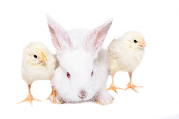 Lapin blanc avec des poules sur fond blanc