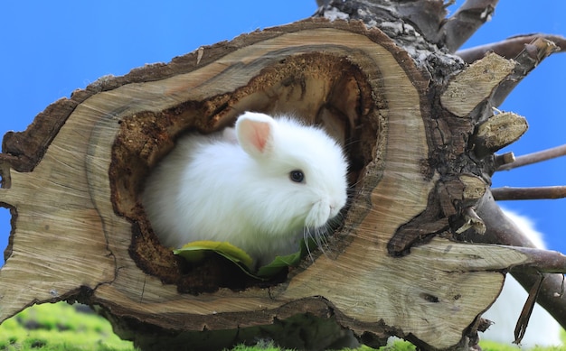 lapin blanc sur une souche