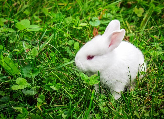 Lapin blanc vivant dans l'herbe verte