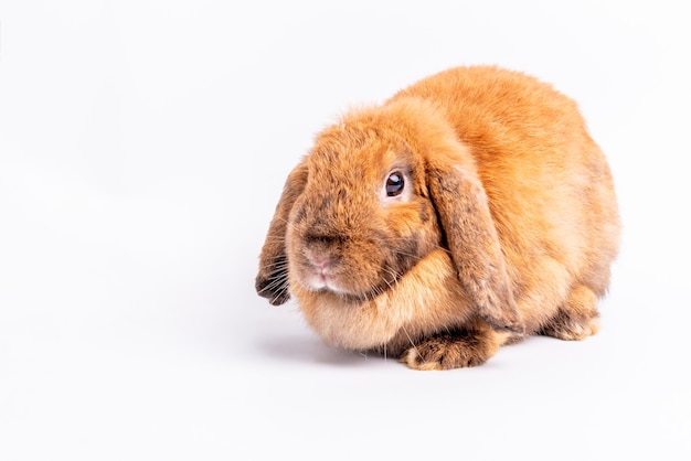 lapin brun sur blanc