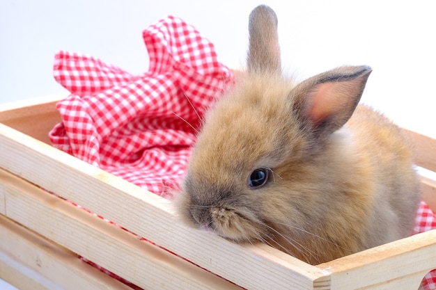 Un lapin brun sur une boîte en bois