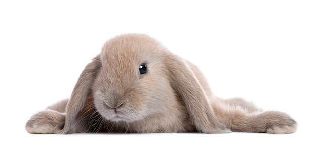 Lapin brun couché sur blanc isolé