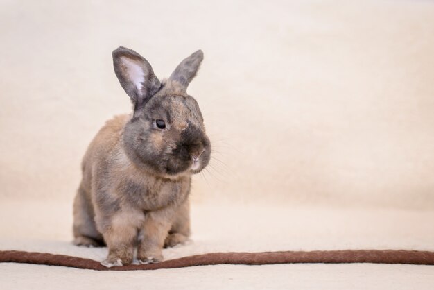 Lapin brun sur une couverture légère