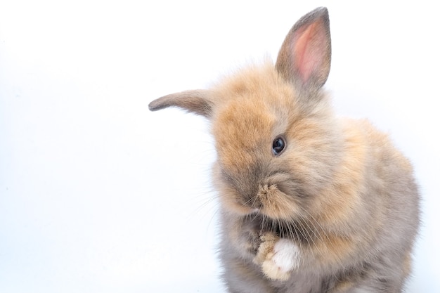 Un lapin brun isolé sur un blanc