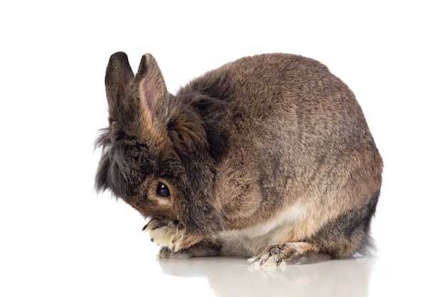 Lapin brun isolé sur blanc