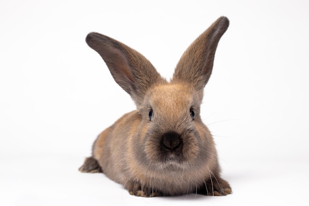 Un lapin brun moelleux