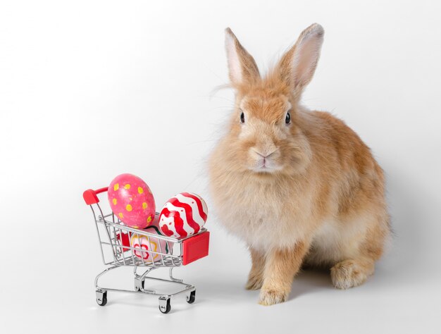 Lapin brun avec des oeufs de Pâques dans votre panier sur fond blanc