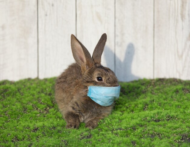 lapin brun portant un masque médical