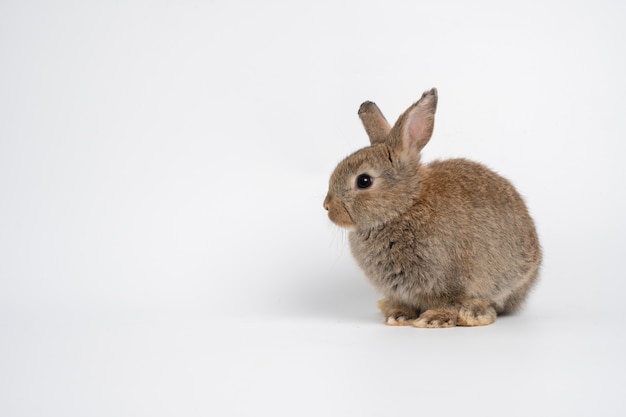 Lapin brun rouge mignon poilu et moelleux