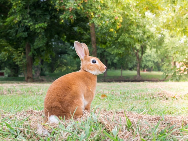 Photo lapin brun