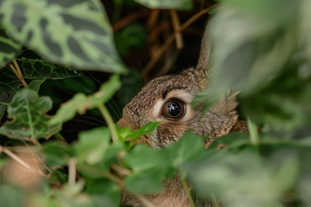 Un lapin caché qui regarde à travers les feuilles