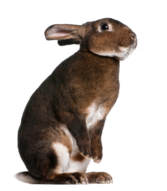 Lapin Castor Rex debout sur les pattes arrière en face de fond blanc