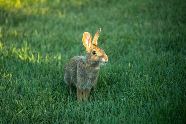 Un lapin sur un champ herbeux