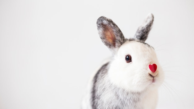 Lapin avec coeur d&#39;ornement sur le nez