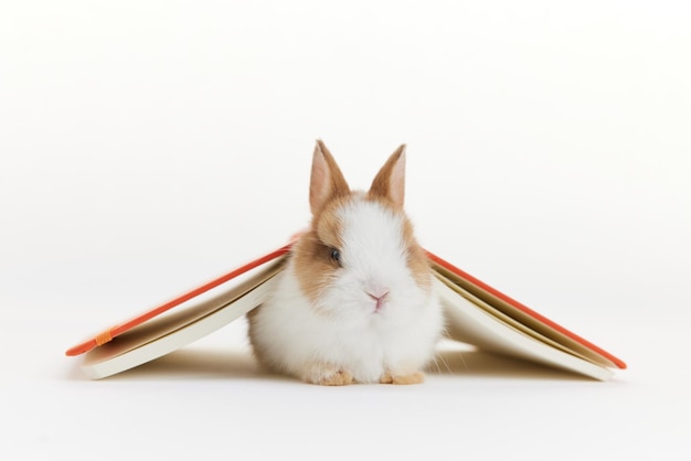 Lapin couché sous un livre