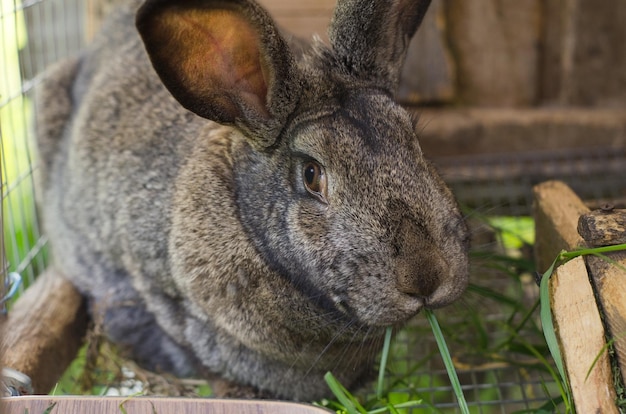 Un lapin dans une cage mâche de l'herbe Élevage de lapins Ménage d'élevage