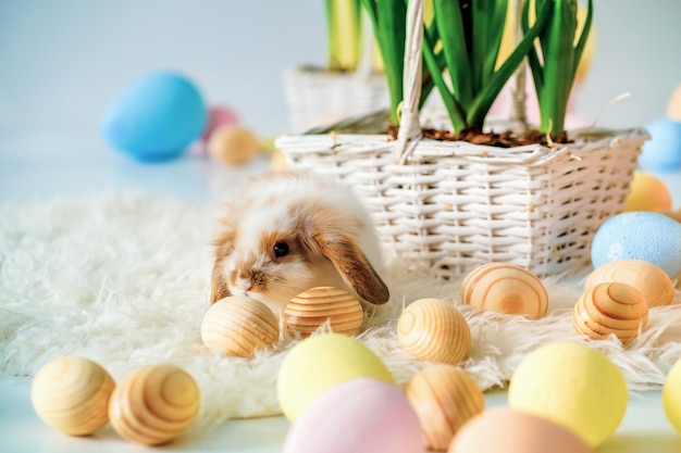 Lapin dans la chambre décorée de Pâques avec des œufs peints