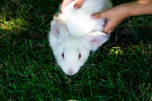 Lapin dans l'herbe verte avec petit enfant et lapins en arrière-plan flou.