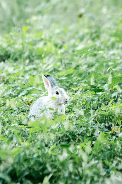 Photo un lapin dans l'herbe