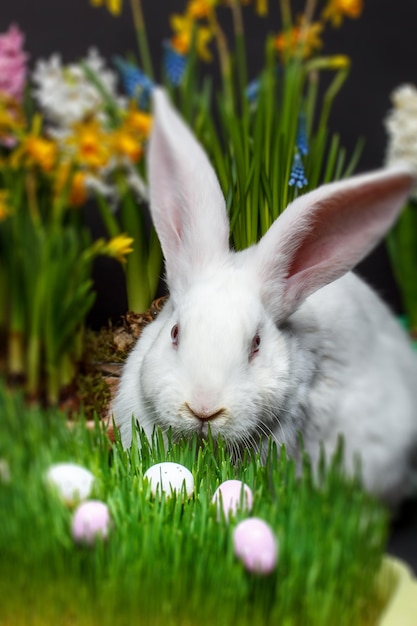 Lapin dans l'herbe