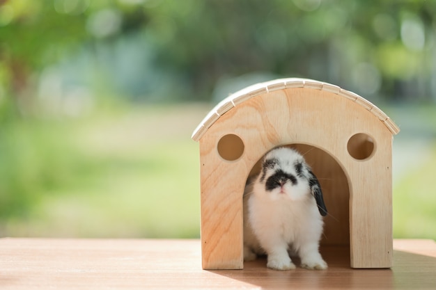 Un lapin dans la maison, bunny pet, holland lop